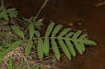 Sensitive fern